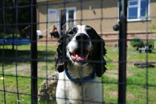 foto adorável de um spaniel sorridente atrás de uma cerca de um jardim com relva verde e brilhante à luz do sol