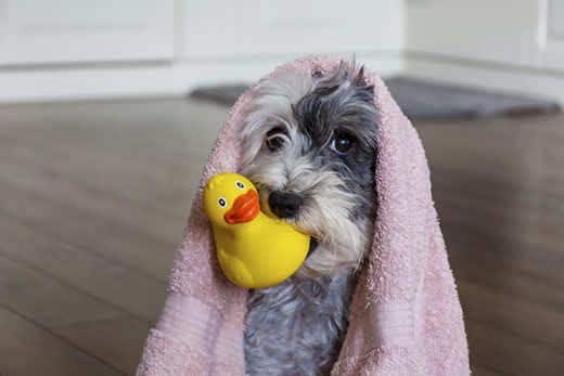 Cão adorável com toalha rosa e pato de borracha amarelo preparado para o banho