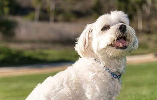Cão maltês adorável sentado num campo relvado