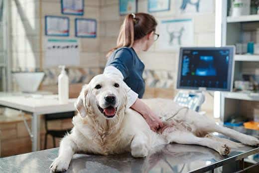 Médico a realizar uma ecografia num cão