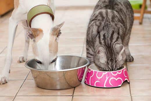 Galgo miniatura branco e gato às riscas cinzentas são alimentados lado a lado na cozinha