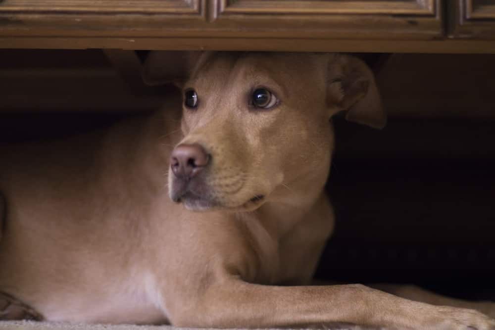 Cão esconde-se por baixo de uma mesa devido ao fogo de artifício no exterior.