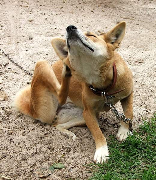 Cão laranja com trela senta-se e coça-se no exterior.