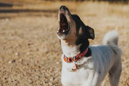 Cão a ladrar num campo.