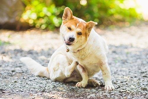 Cão a coçar-se sentado no exterior.