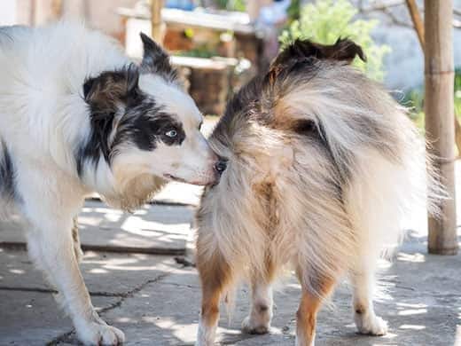 Cão a cheirar o rabo de outro cão.