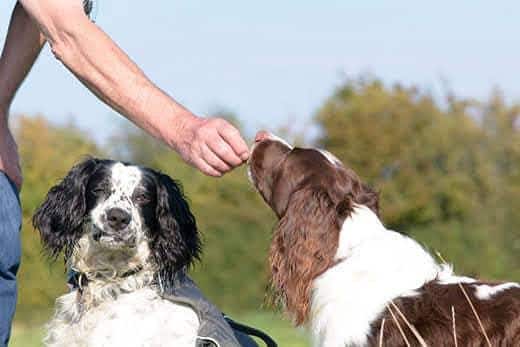 English Springer Spaniel a receber uma guloseima ao ar livre ao lado de outro spaniel.