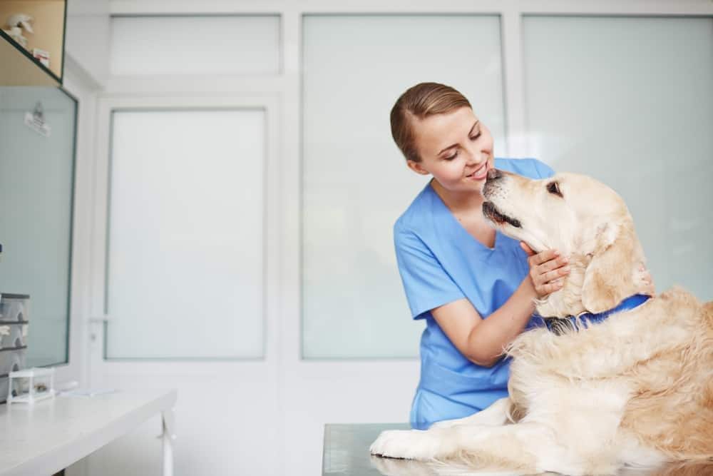 Jovem veterinária em uniforme azul a inspecionar um golden retriever de coleira azul na mesa durante o check-up.