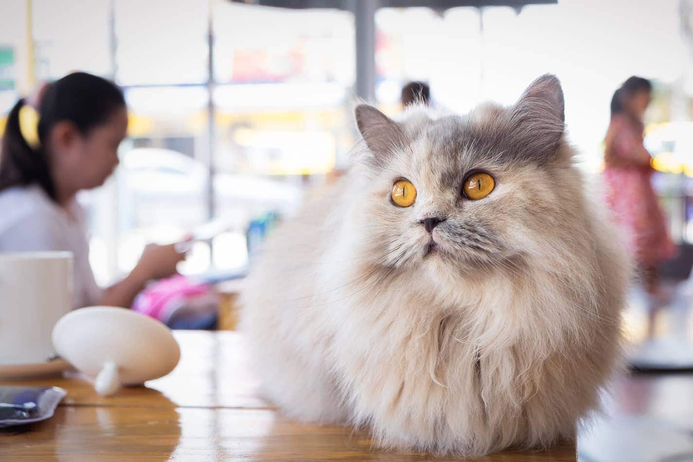 Gato branco felpudo e gato cinzento sentados numa mesa de madeira num café de gatos