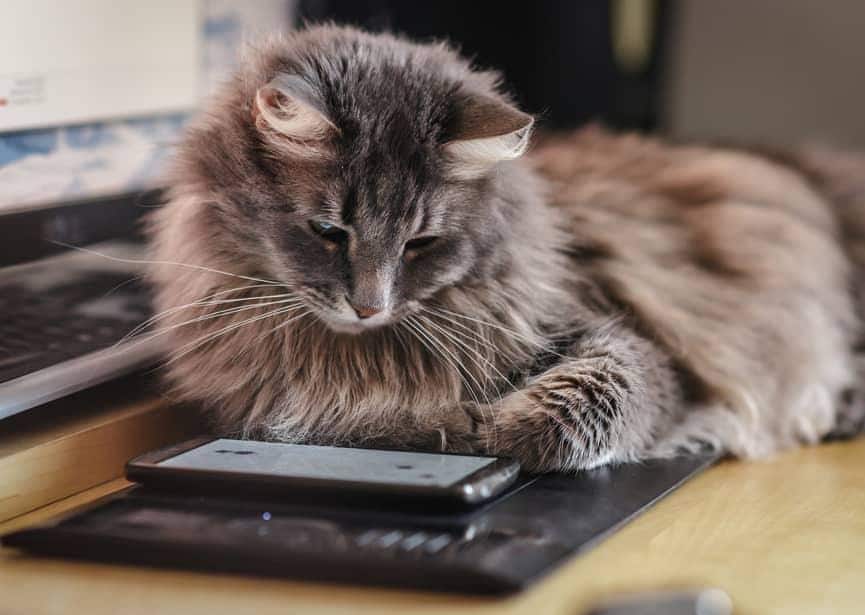 Gato fofinho curioso a investigar um smartphone