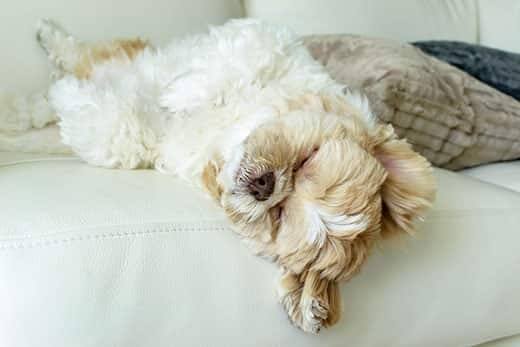 Cão branco acastanhado a dormir de costas no sofá