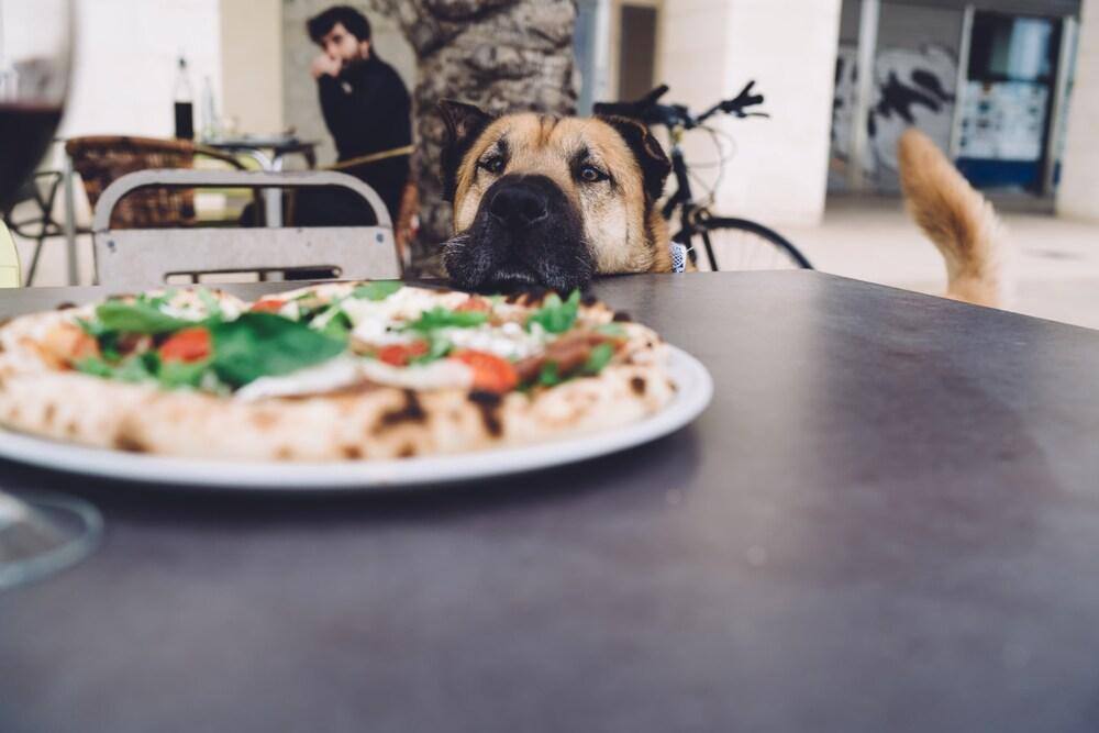 Animal de companhia adorável e divertido perto de uma mesa com uma pizza saborosa à espera de ser alimentado, cão fofinho a olhar para uma deliciosa pizza de mozzarella italiana com tomates e manjericão na esplanada de um restaurante