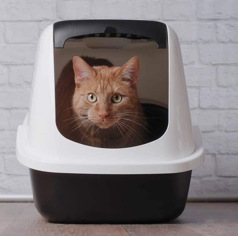 Gato branco com uma coleira azul a bocejar.