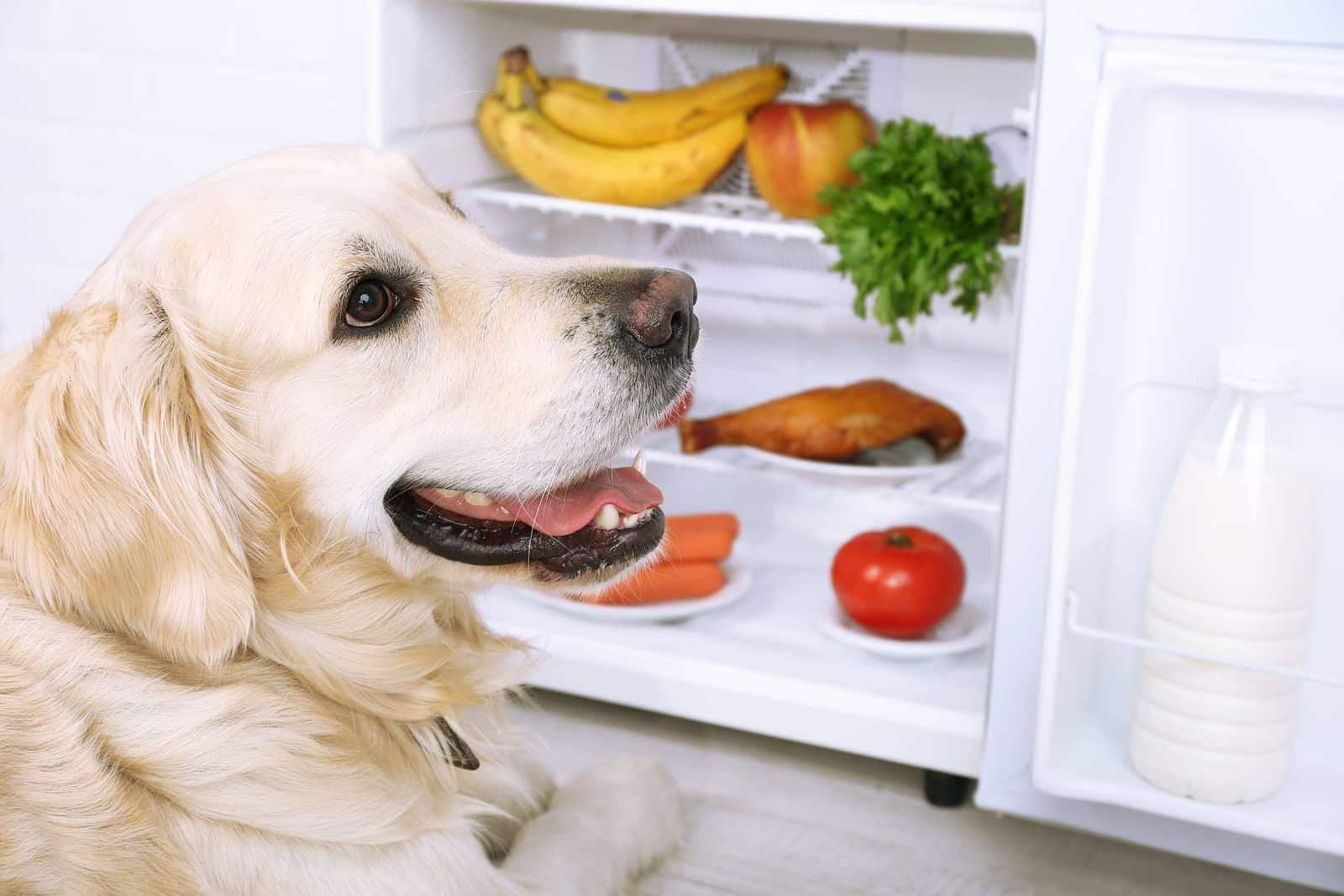Golden retriever sentado perto de frigorífico aberto com frutas e legumes dentro