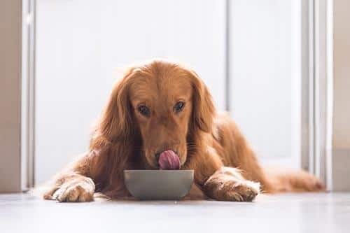 Golden Retriever deitado enquanto come de um comedouro
