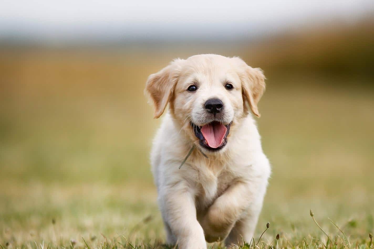 Cachorro golden retriever a sorrir e a correr no exterior.
