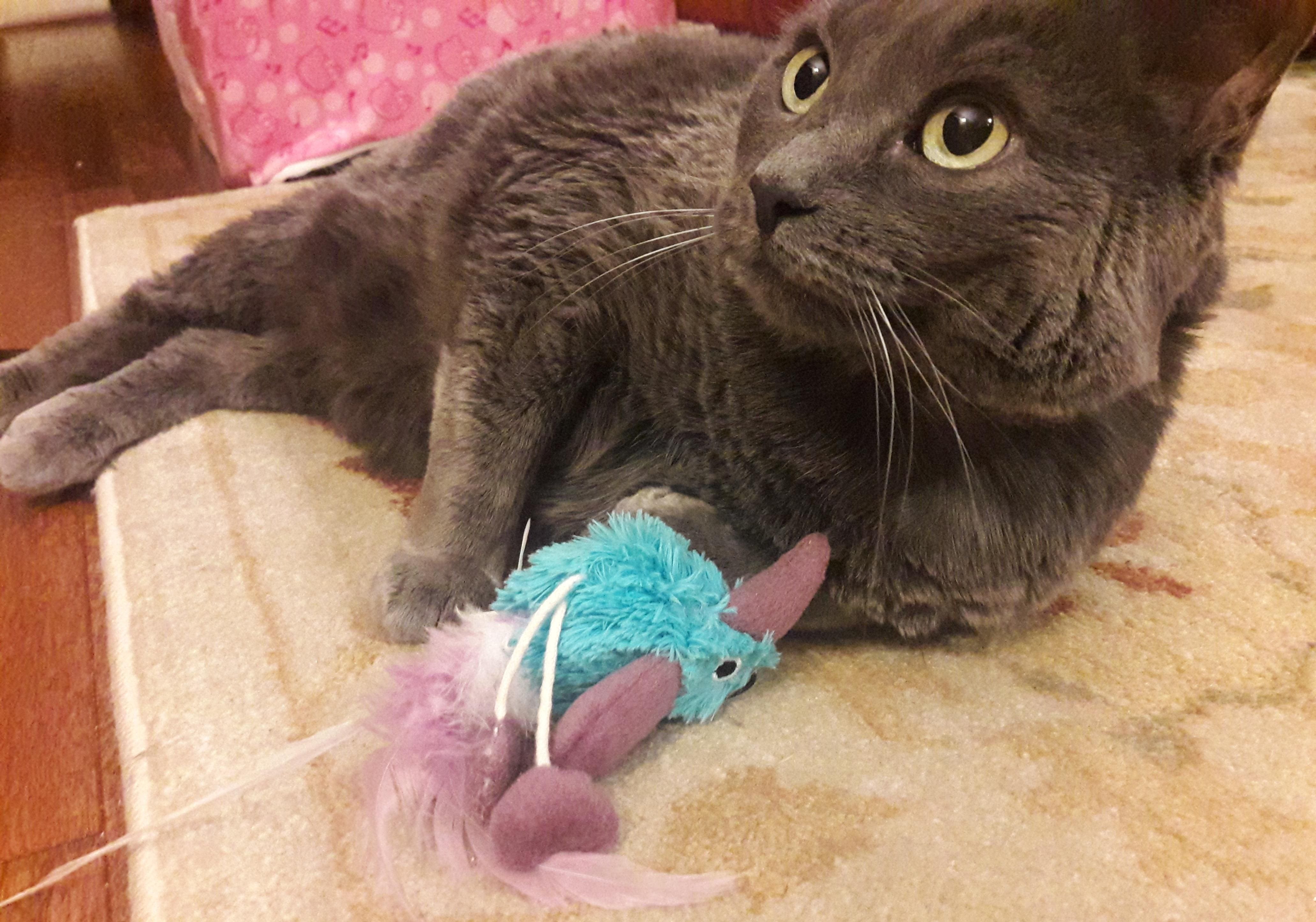 gato cinzento brincando com pássaro de peluche azul sobre um cordel