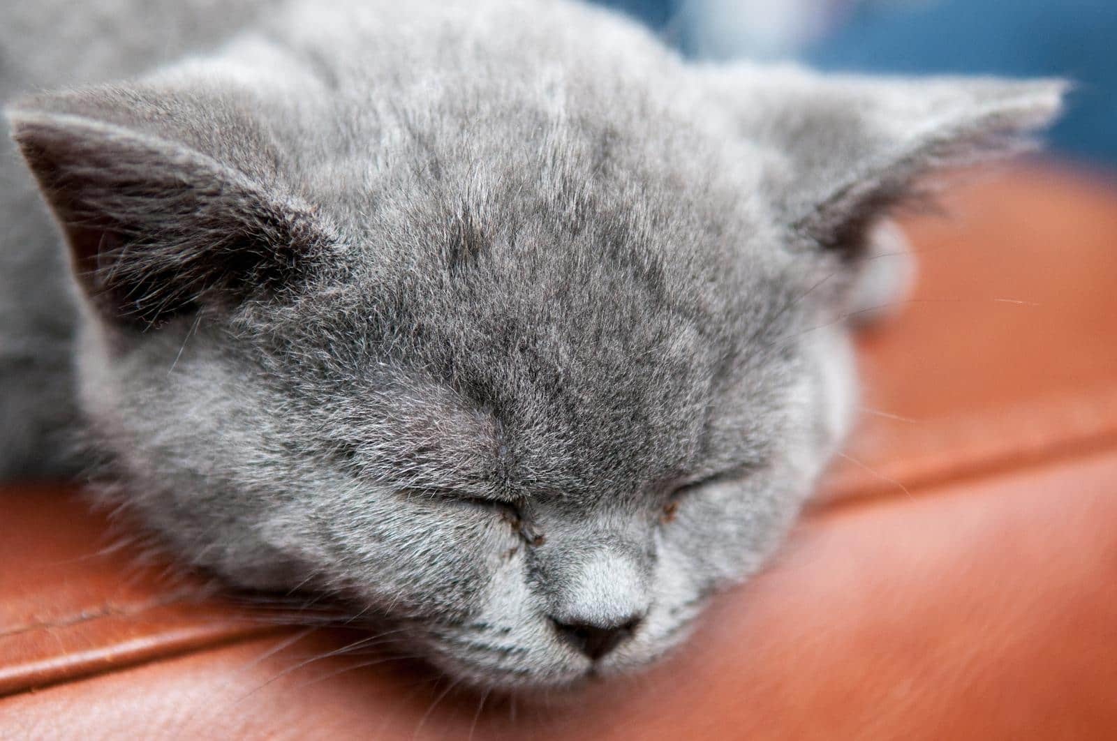 Gato cinzento a dormir na borda de sofá de pele castanho.
