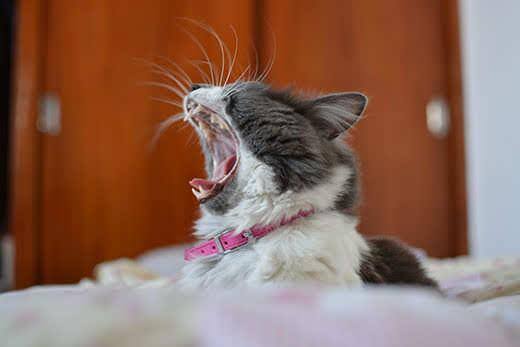 Gato cinza e branco com coleira rosa a bocejar.