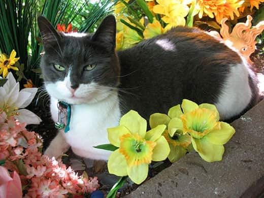 Gato preto e branco numa cama de flores