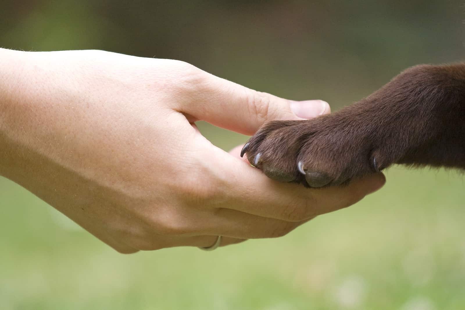 hand-holding-chocolate-lab-paw-SW Mão a segurar uma pata de um labrador castanho.