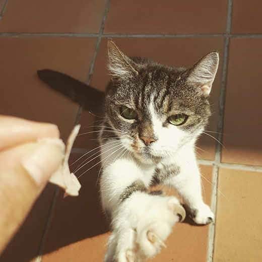 Gato estica-se em direção a uma mão com um pequeno pedaço de fiambre. 