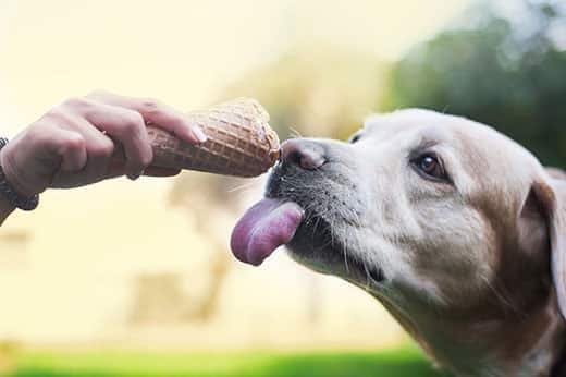 Mão a segurar um cone de gelado para um labrador com a língua de fora.