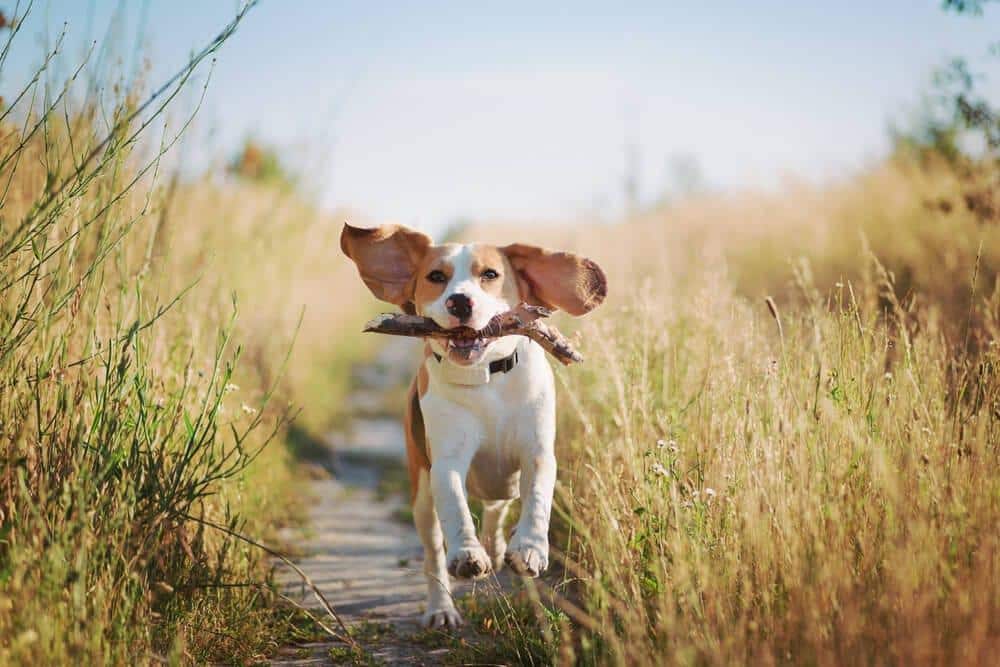 beagle a brincar