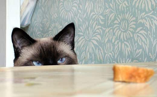 Gato Himalaio de olhos azuis a espreitar por cima de uma mesa a olhar para uma fatia de pão