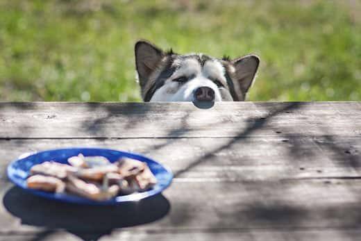 Husky espreita com o nariz por cima de uma mesa com comida no centro.