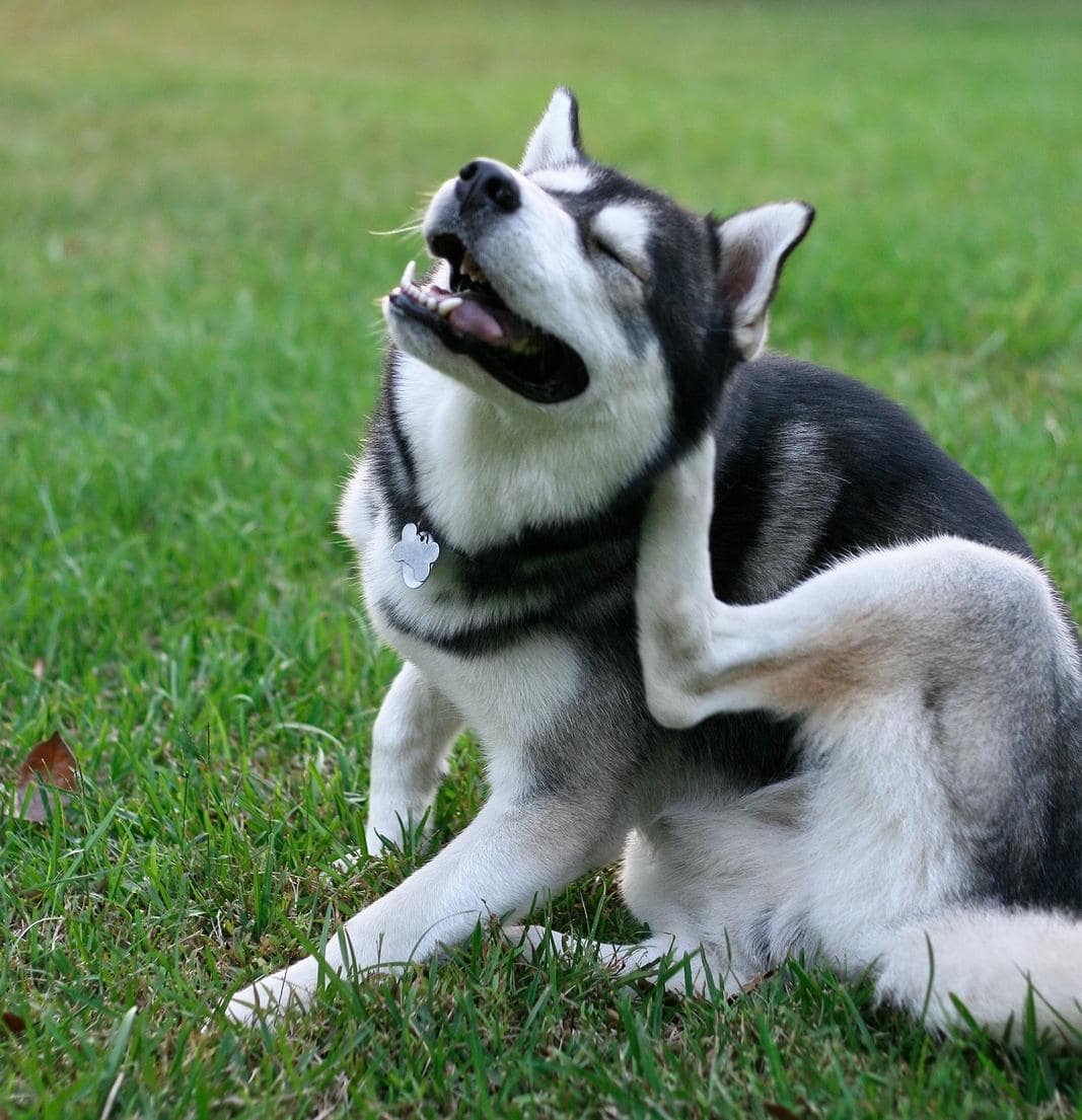 Husky siberiano coça pulgas no quintal