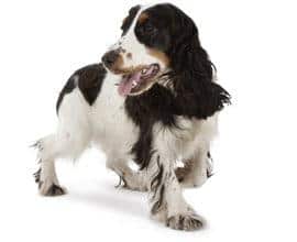 Cachorro saudável