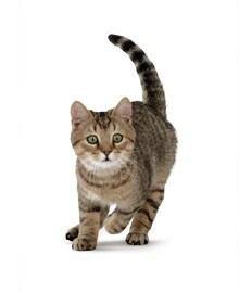Imagem de gato