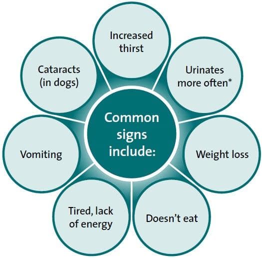 Diabetes canina
