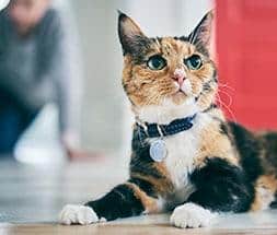 Cat and owner