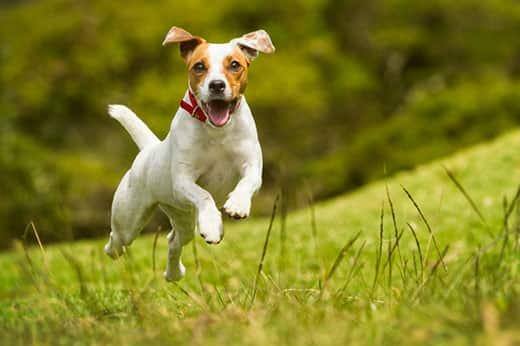 Cão Jack Russell a correr num campo com relva.
