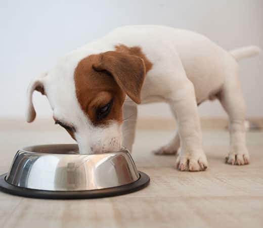 Cachorro Jack Russell Terrier a comer num comedouro prateado.