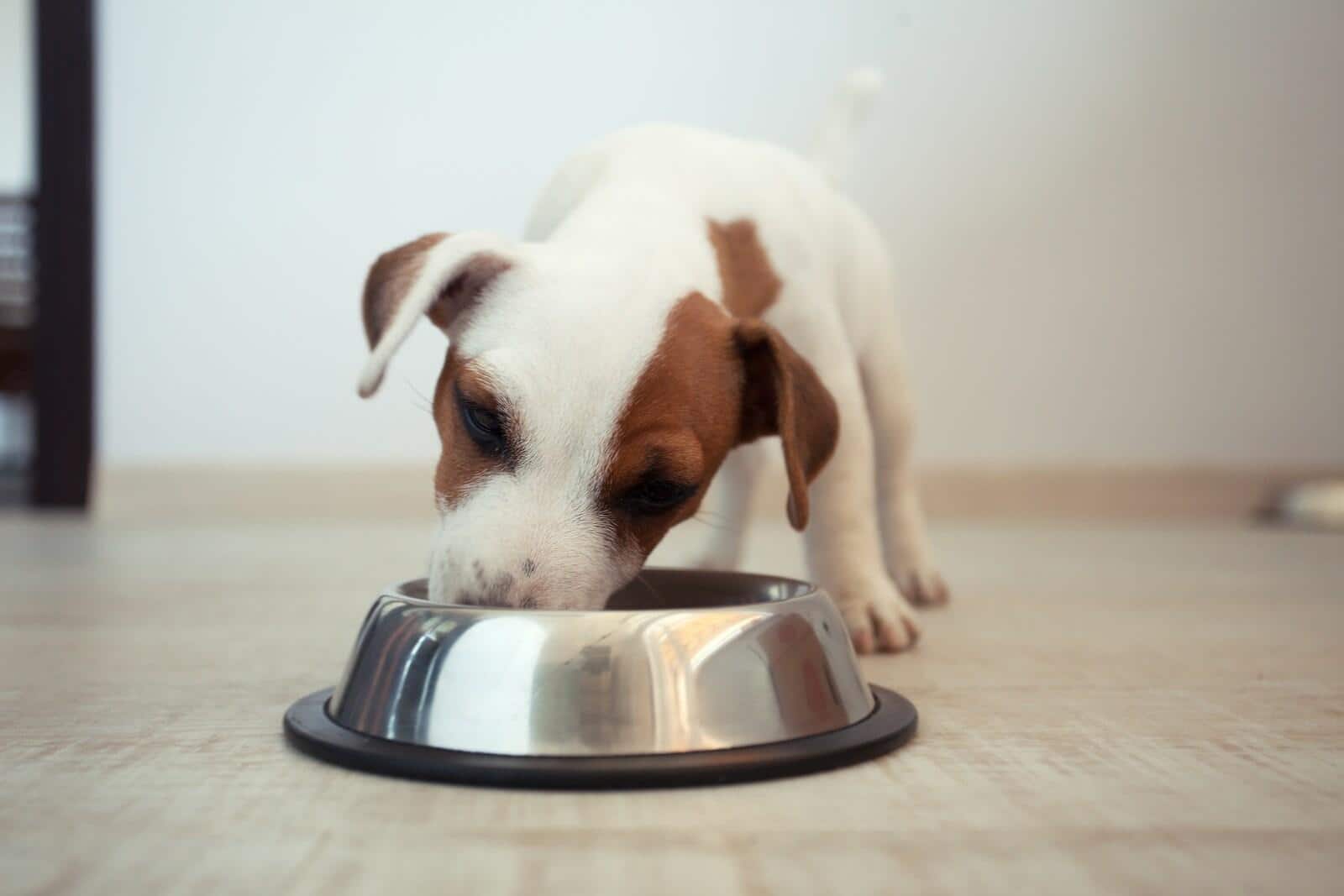 Cachorro Jack Russell Terrier a comer de um comedouro prateado.