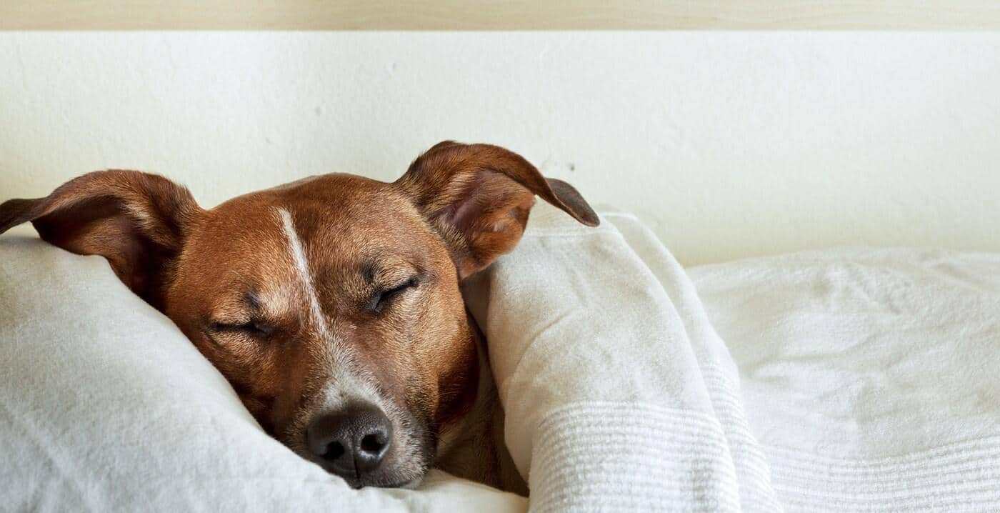 Jack Russell Terrier asleep under white sheets with head on pillow.