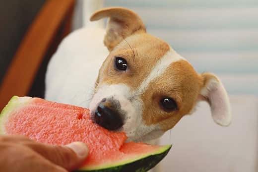 Jack russell terrier a comer melancia.