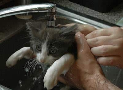 Gato cinzento e branco a ser lavado no lava-loiça.