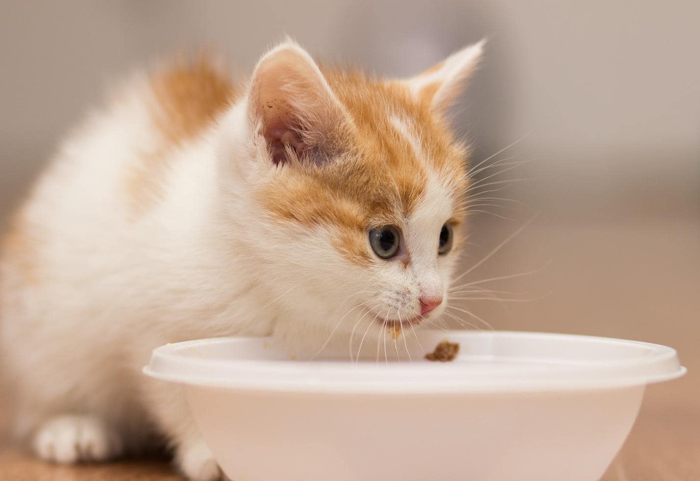 Gatinho come comida de um prato