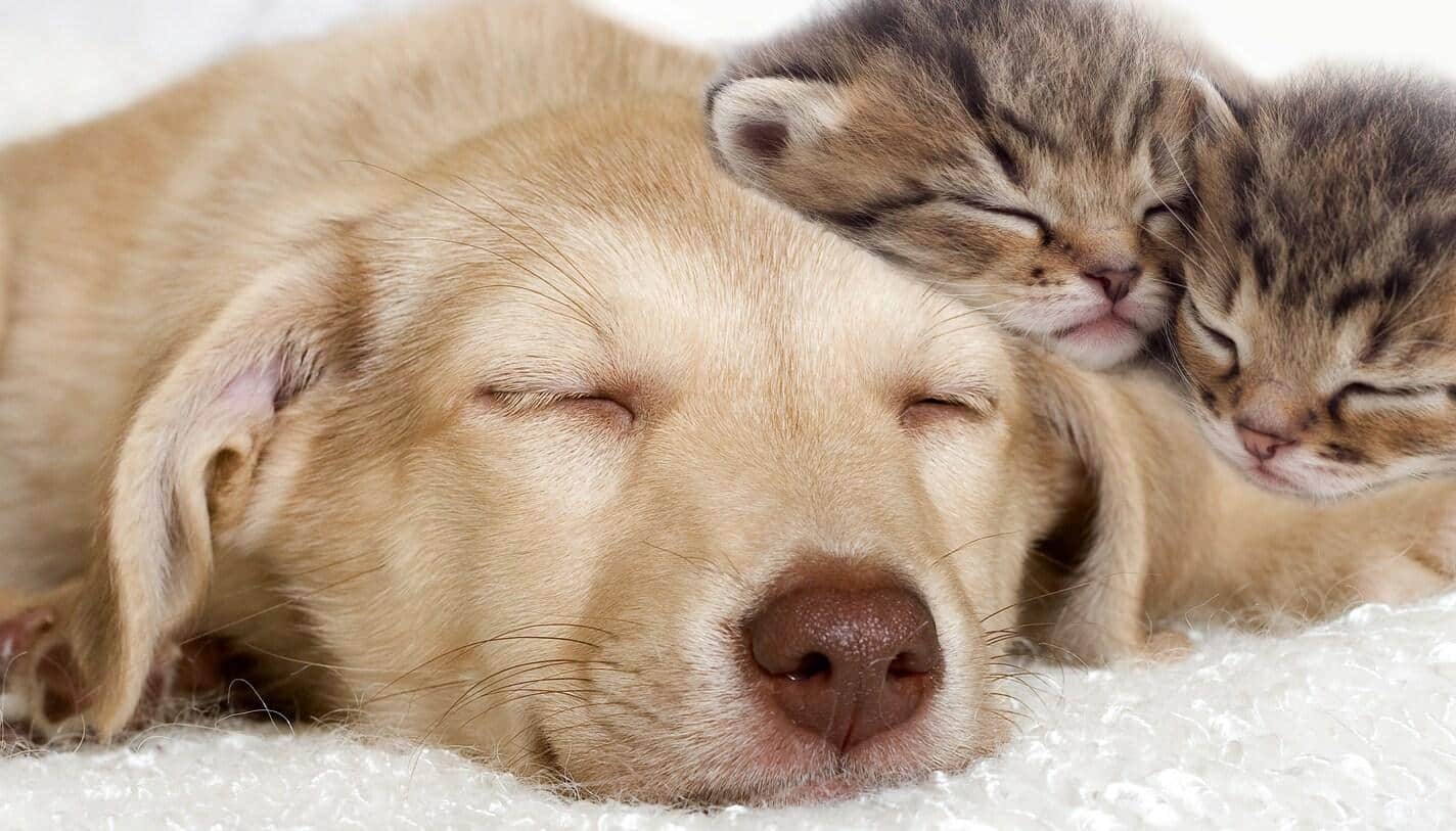 Cachorro labrador amarelo e gatinhos a dormirem juntos