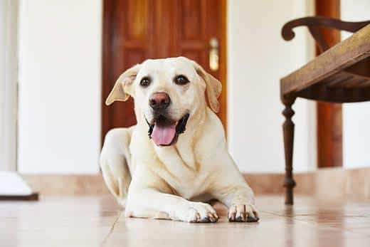 Labrador retriever deitado no chão em casa.