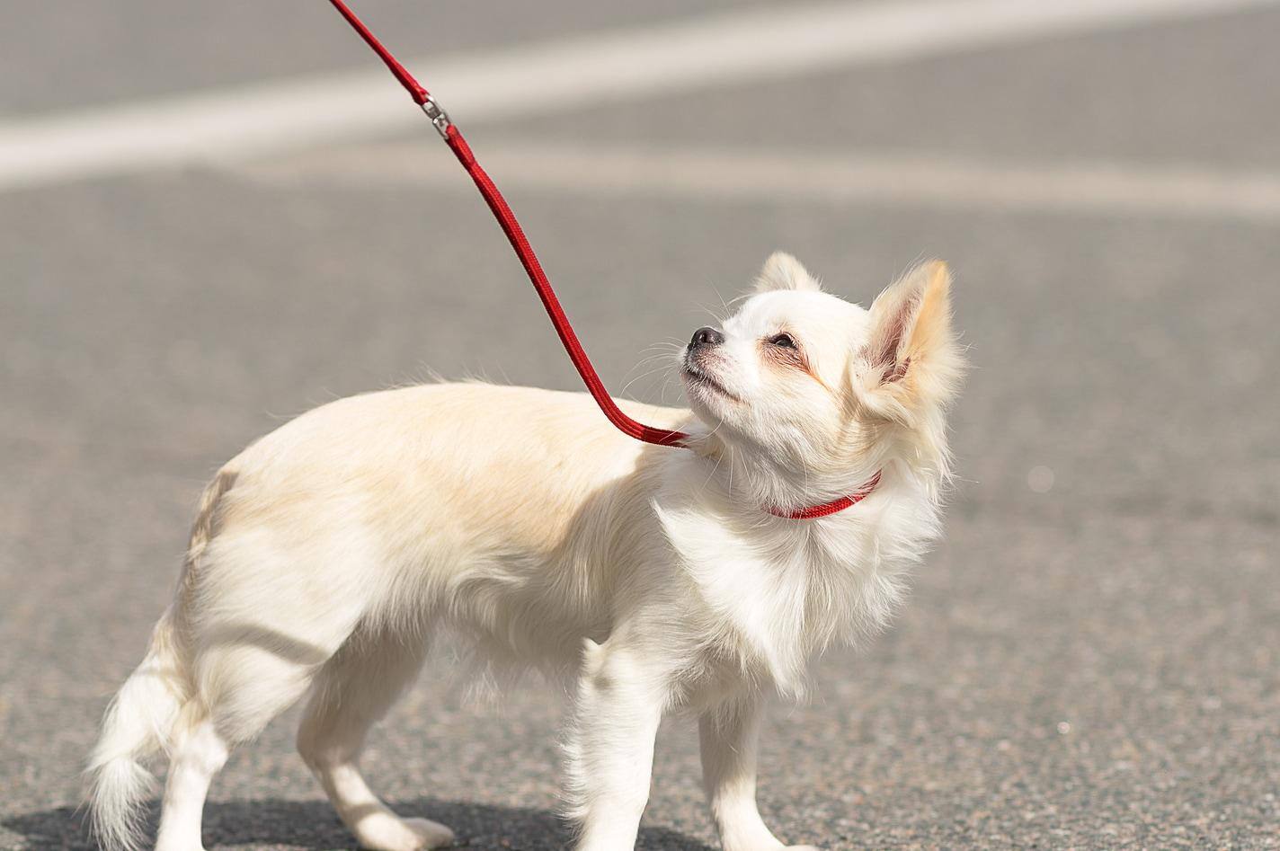 Um cão Chihuahua de pelo comprido com trela franze o focinho ao sol forte.