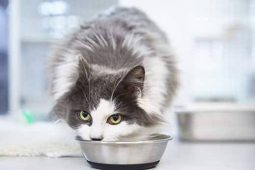 Gato cinzento e branco de pelo comprido a comer de um comedouro