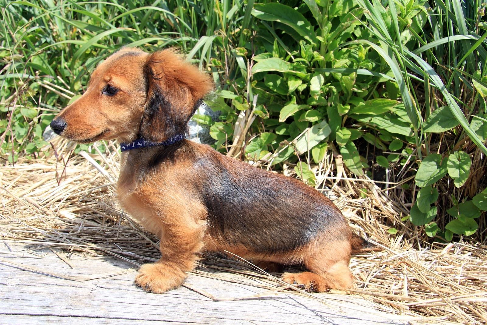 Cachorro dachshund castanho de pelo comprido no exterior.