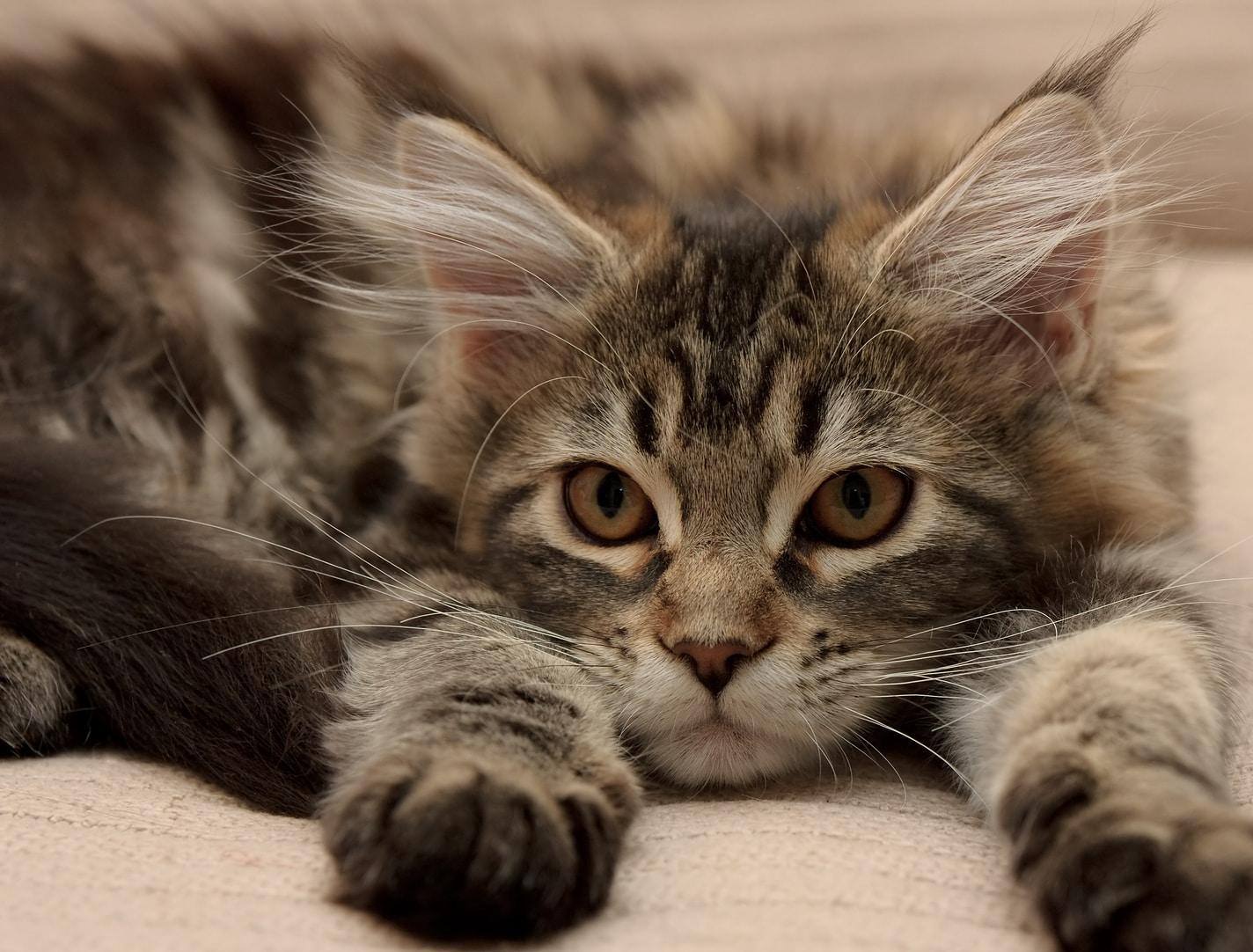 gatinho maine coon deitado e com as patas esticadas para a frente