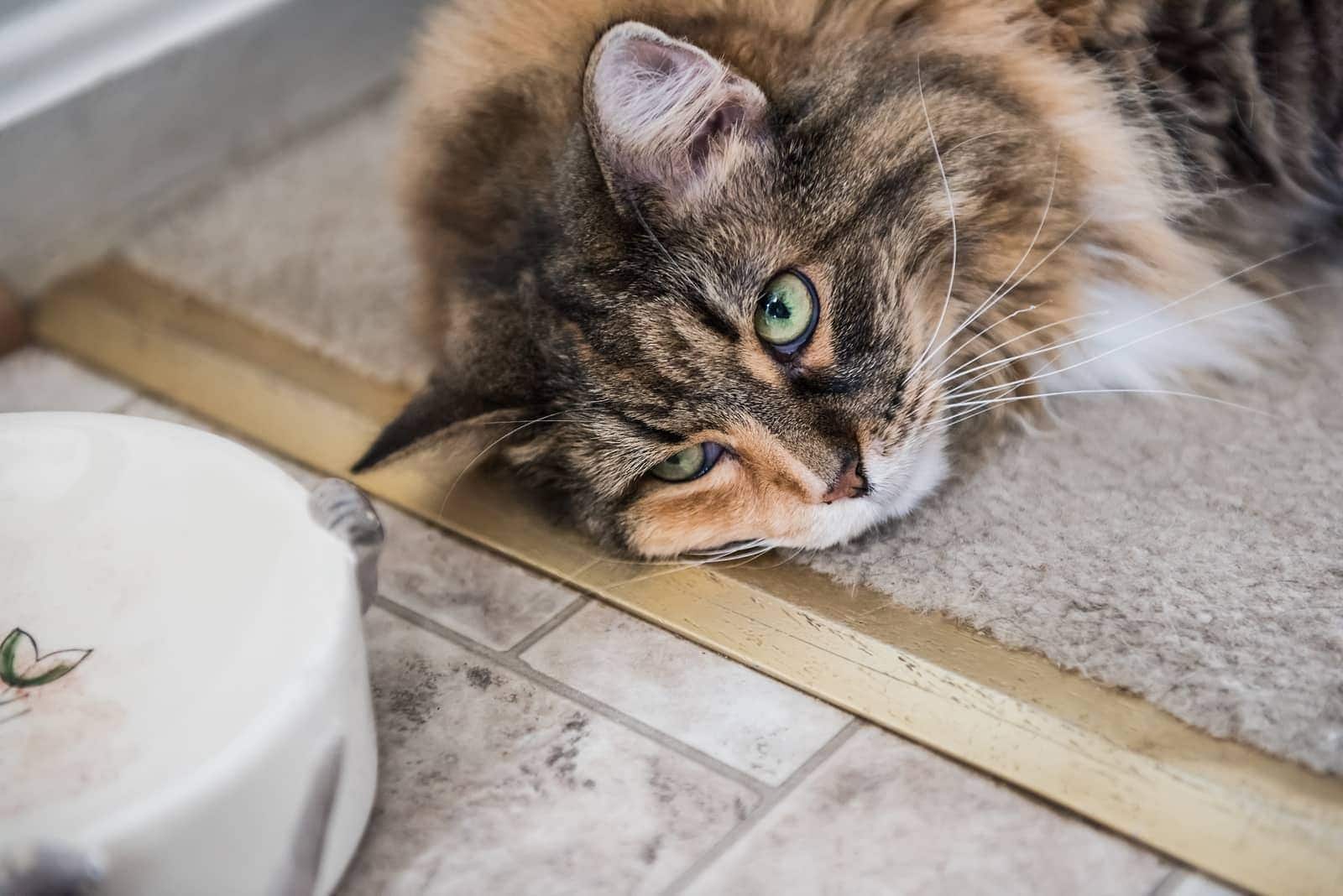 Gato Maine Coon deitado de lado no chão ao lado de um comedouro