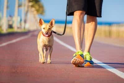  Cão castanho pequeno com trela e coleira vermelha passeia ao lado de um homem no passeio perto do oceano.
